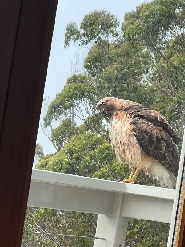 Hawk perched on a balcony railing with background of eucalyptus tree and sky 